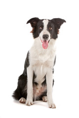 Black and white border collie dog sitting and panting