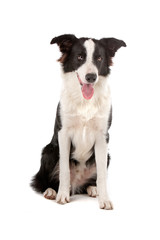 Black and white border collie dog sticking out tongue