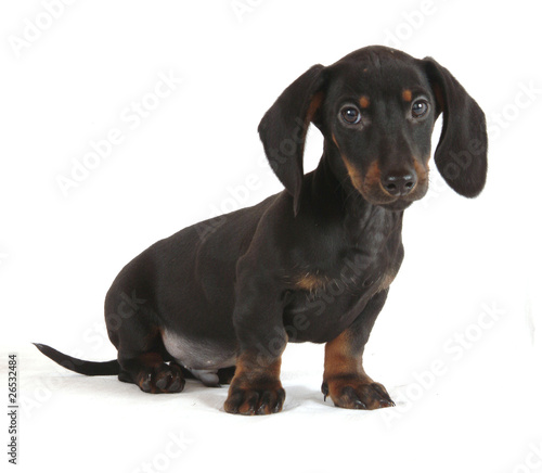 Cane Bassotto Cucciolo Di 60 Giorni Stock Photo And Royalty Free