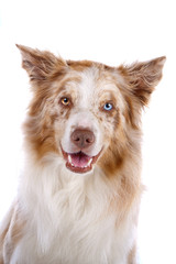 Head of border collie dog isolated on a white background