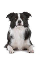 black and white border collie dog lying on a white background