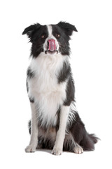 Black and white border collie dog sticking out tongue