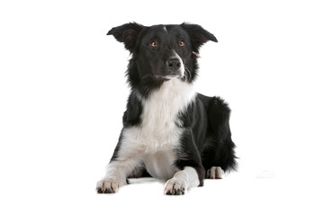 Border collie dog lying, isolated on a white background