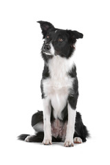 Border collie dog sitting and looking away
