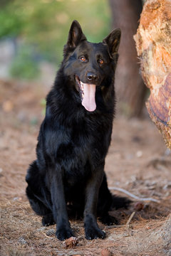 Black german shepherd