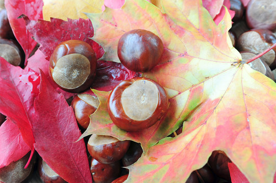 Sch&ouml;nes Herbstlaub