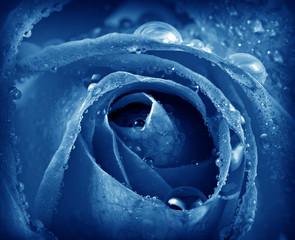 Obrazy na Szkle  niebieska róża z kroplami rosy