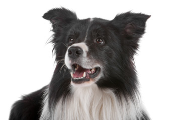 Head of border collie dog isolated on a white background
