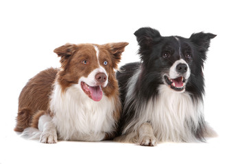 Two cute border collie dogs lying on the floor