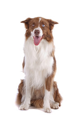 Brown and white border collie dog isolated on a white background