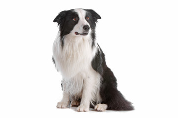 Border collie dog sitting and looking away