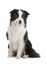 Border collie dog isolated on a white background