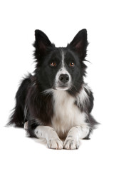 Black and white border collie dog  lying isolated on white
