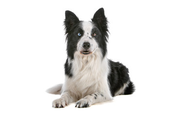 Border collie dog with different colour eyes, lying