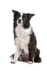 Cute black and white border collie dog sitting