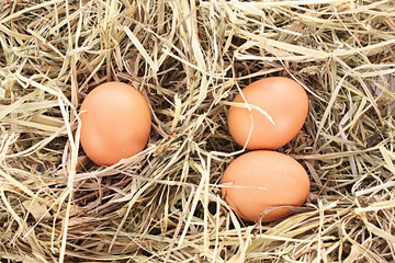 Bird nest with three eggs isolated on white.