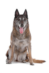 Front view of old belgium shepherd dog sitting and panting