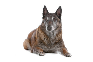 old Belgian Shepherd isolated on a white background