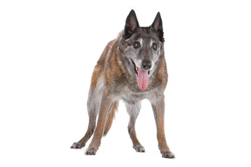 old Belgian Shepherd isolated on a white background