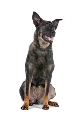 Dutch shepherd dog sitting isolated on a white background
