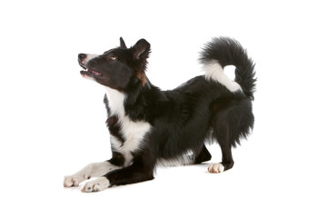 Border collie dog isolated on a white background