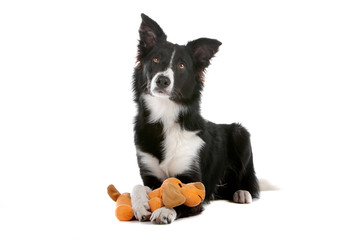 Black and white border collie dog playing with a toy