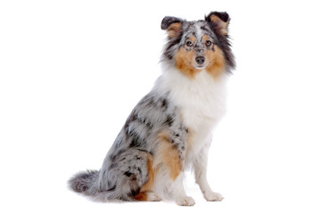 Shetland Sheepdog, Sheltie dog sitting, isolated on white