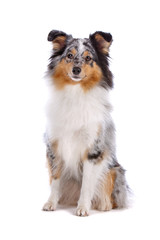 Shetland Sheepdog, Sheltie dog isolated on a white background