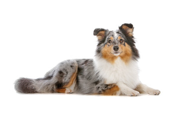 Shetland Sheepdog, Sheltie dog lying, isolated on white