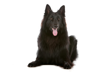 Groenendaeler, long haired belgium shepherd dog