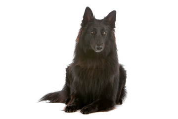 Fototapeta premium Groenendaeler, long haired belgium shepherd dog