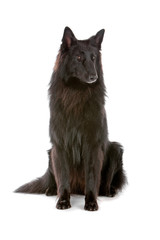 Groenendaeler, long haired belgium shepherd dog sitting
