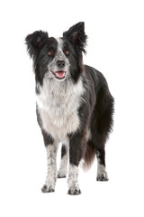 front view of border collie dog standing, isolated on white