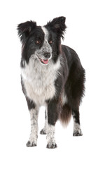 front view of border collie dog isolated on white