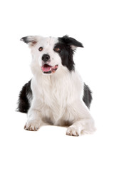 Front view of border collie dog panting