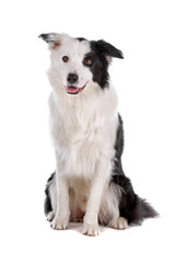 Black and white cute border collie dog isolated on white