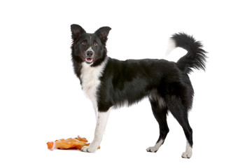Side view of border collie dog and a toy - obrazy, fototapety, plakaty