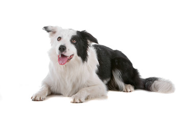 Front view of border collie dog lying, isolated on white