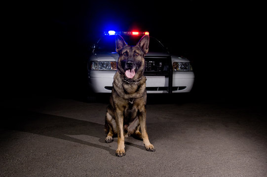 Police Dog Images – Browse 27,337 Stock Photos, Vectors, and Video | Adobe  Stock