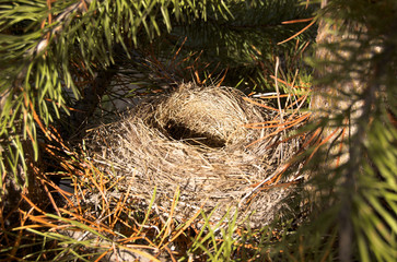 Robin's Nest