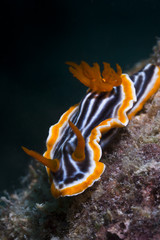 Nudibranch Commodoris crawling very slowly on a rock
