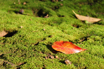 red leaf with moss