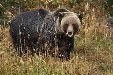male Grizzly Bear walking through mountain meadow.