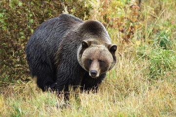 male Grizzly Bear walking through mountain meadow.