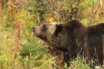 male Grizzly Bear walking through mountain meadow.