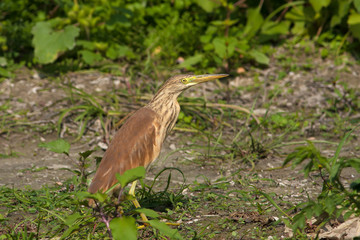 golden  or squacco heron (ardeola ralloides)