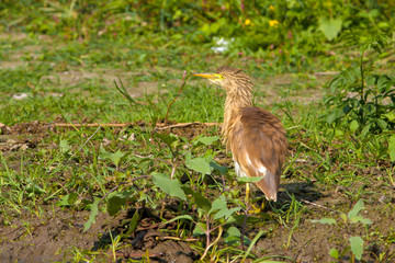golden  or squacco heron (ardeola ralloides)