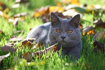 chat chartreux