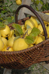 récolte de coings