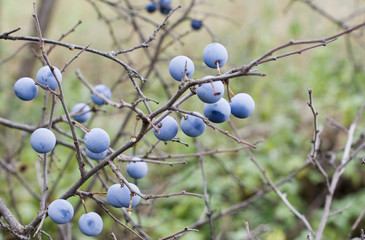 Autumn berries turn.